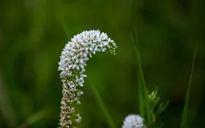 路边的野花图片_9