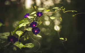 夏天的牵牛花图片壁纸_3