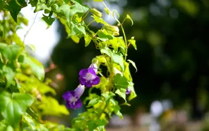 夏天的牵牛花图片壁纸_4