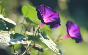 夏天的牵牛花图片壁纸_5