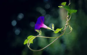 夏天的牵牛花图片壁纸_6