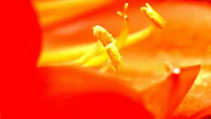 花蕊超高清微距图片_5