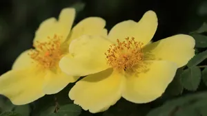 蔷薇科黄色刺玫花图片_2