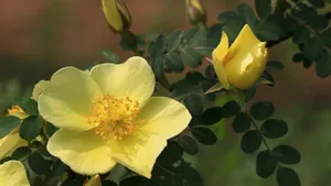 蔷薇科黄色刺玫花图片_7