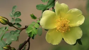 蔷薇科黄色刺玫花图片_10