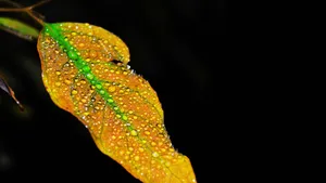 叶子上的晶莹水珠图片_6