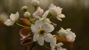 洁白如雪的梨花图片_3