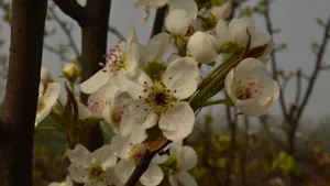 洁白如雪的梨花图片_8