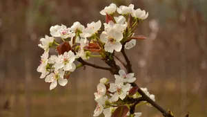 洁白如雪的梨花图片_14