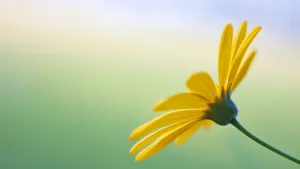 高清花卉花朵图片壁纸_2