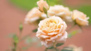 高清花卉花朵图片壁纸_4