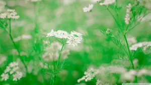 高清花卉花朵图片壁纸_5
