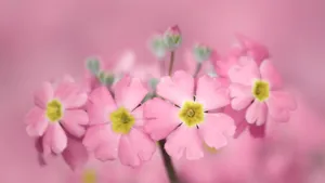 高清花卉花朵图片壁纸_6