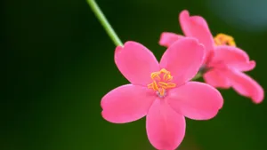 高清花卉花朵图片壁纸_7
