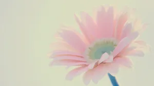 高清花卉花朵图片壁纸_8