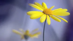 高清花卉花朵图片壁纸_9