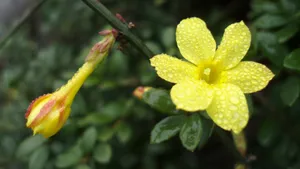 迎春花图片壁纸