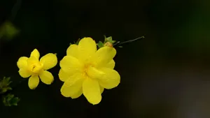 迎春花图片壁纸_2