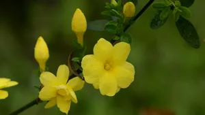 迎春花图片壁纸_3