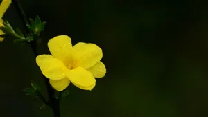 迎春花图片壁纸_4