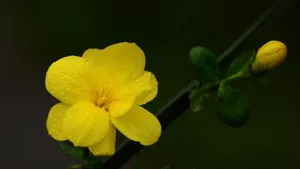 迎春花图片壁纸_5