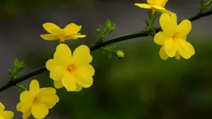 迎春花图片壁纸_6