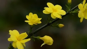 迎春花图片壁纸_7