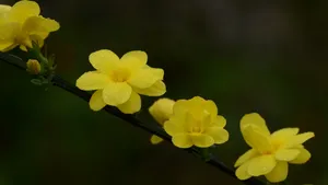 迎春花图片壁纸_8