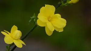 迎春花图片壁纸_9