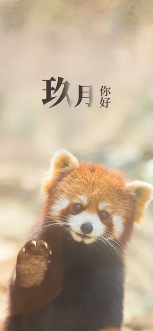 玖月你好：向你招手的可爱红熊猫