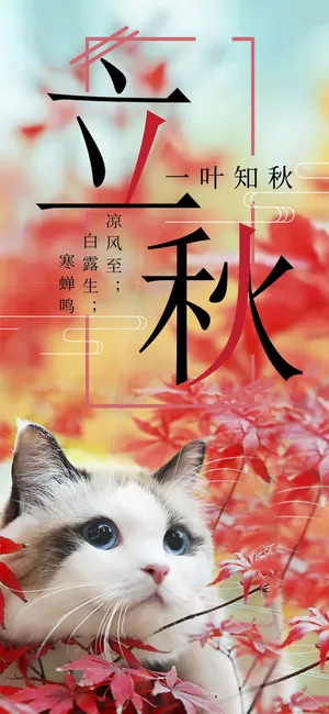 传统节气立秋可爱猫咪_1