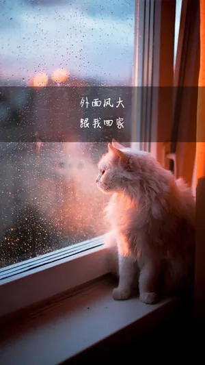 爱情文字语录创意图片