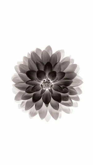 黑色莲花
