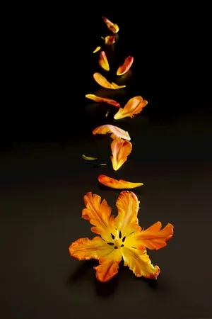 花瓣 凋零 凋落 凋谢_1