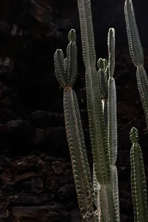 多刺仙人掌植物图片