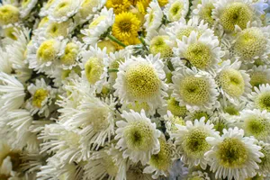 杭菊花花海图片第1张