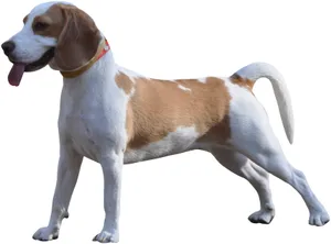 史宾格宠物犬图片_1