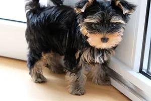 约克夏宠物犬图片第1张