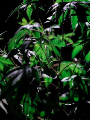 大麻植物图片第1张
