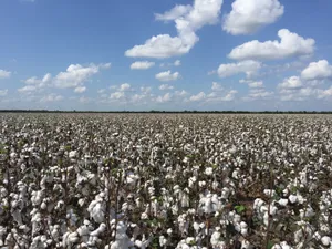 平原棉花地图片