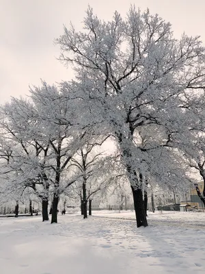寒冬的冰雪景色图片