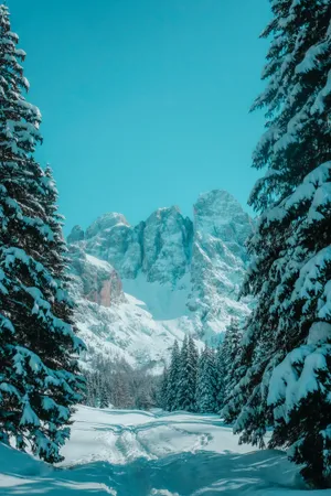 冬季雪域高山雪松图片_1