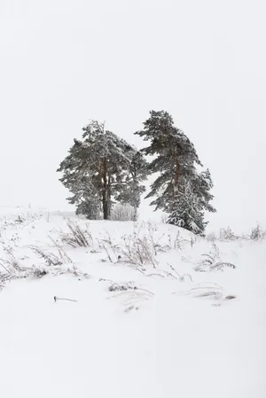 冬季雪地雪松图片