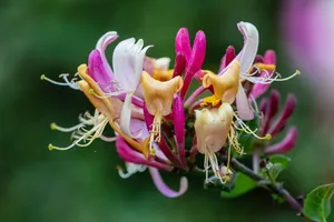 金银花花瓣图片