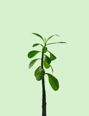 绿色新枝嫩芽图片