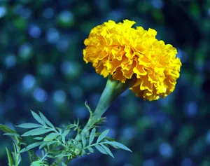 万寿菊花朵盛开图片