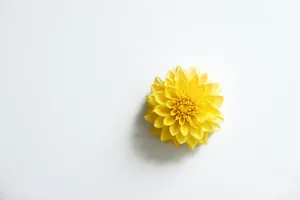 一朵黄色菊花图片