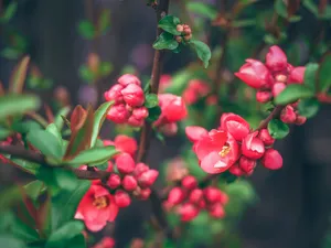 绚烂耀目的贴梗海棠图片