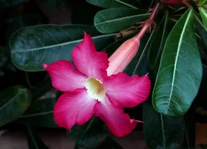 花色艳丽的天宝花图片_1