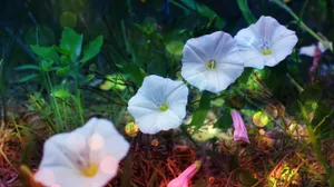 牵牛花开放图片